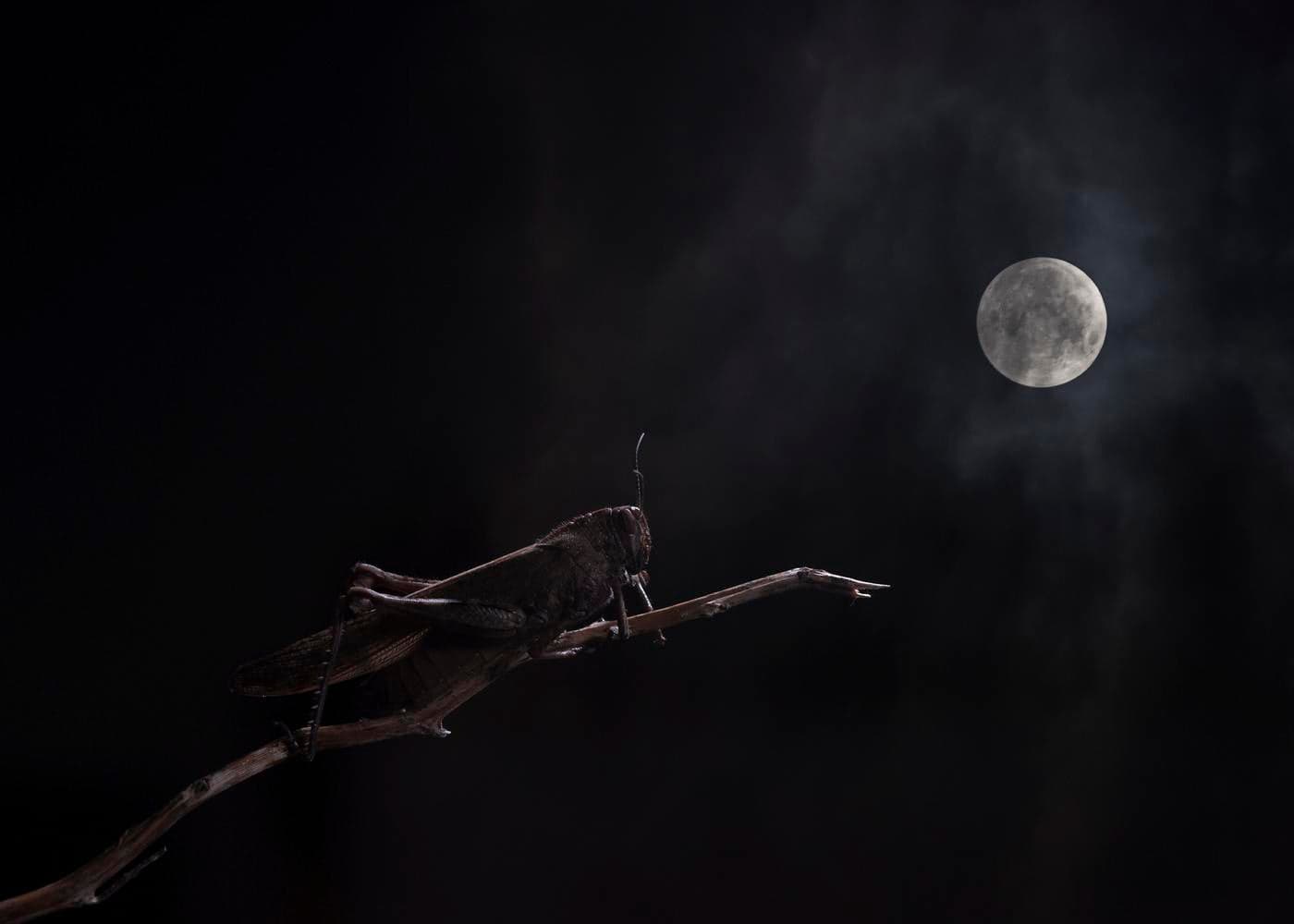 A la luz de la Luna