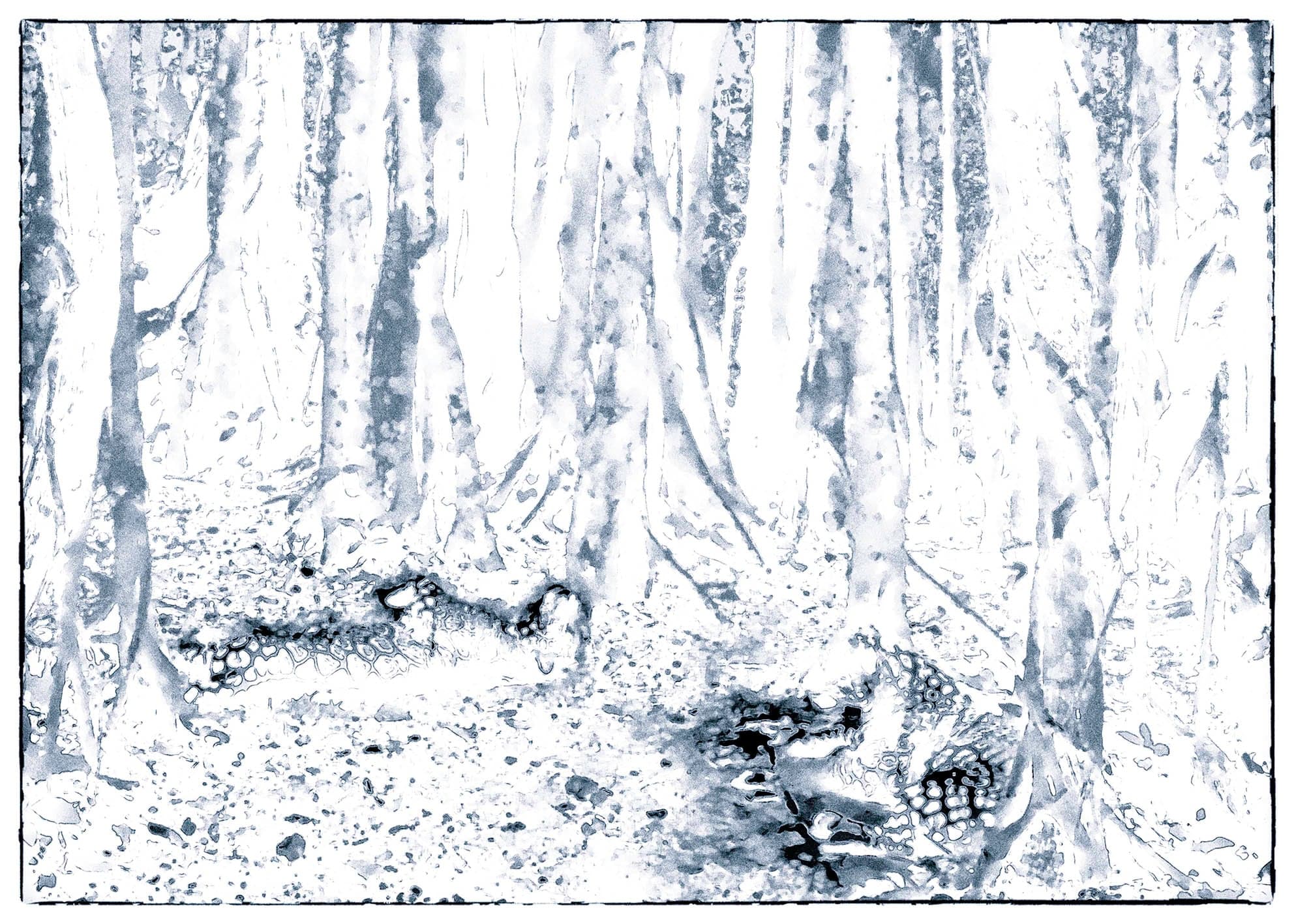 Al Amparo de la Selva_mon