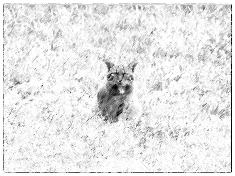 02-Gato montes_mon