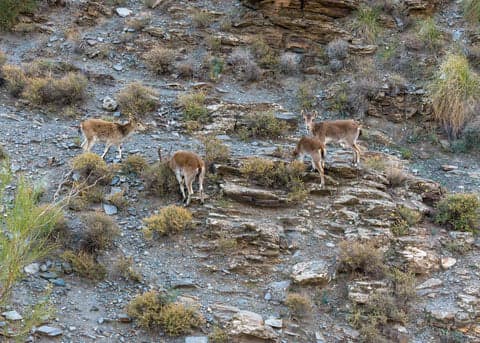 Vida Salvaje en Los Milanes