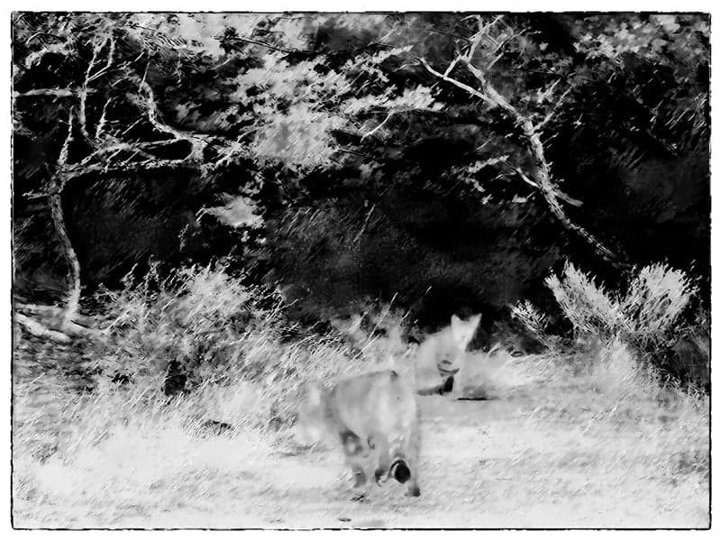 Camuflados en la noche_mon