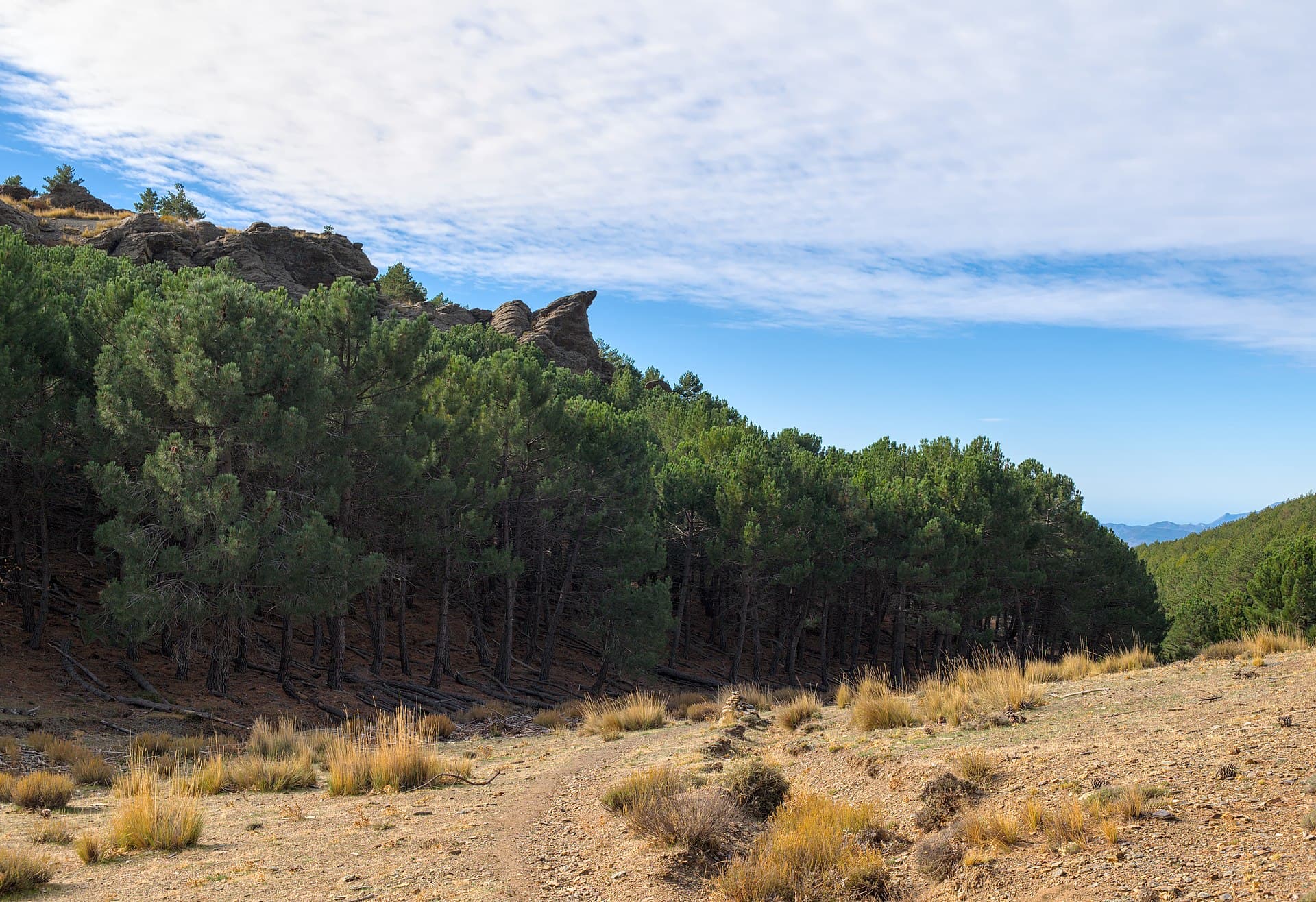 Sendero entre pinares de alta montaña en Sierra Nevada