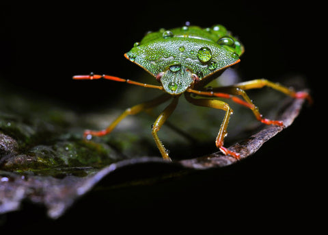 Fauna Alienígena